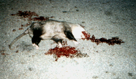 Oppossum