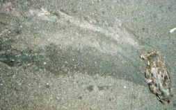 Unidentifiable Animal